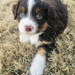 Miniature Australian Shepherd and Toy Australian Shepherd Puppies from Hailey's Miniature Australian Shepherds