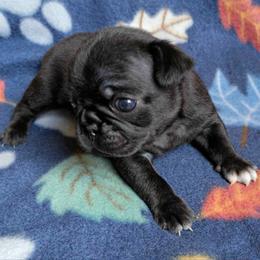 Domino - Black male Pug puppy in Blountsville, Alabama from Rock Springs Pugs
