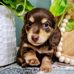 Grant - Chocolate and cream male Dachshund puppy in Thomaston, Georgia from UGG Ranch