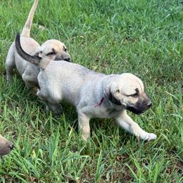 Pink - Yellow female Black Mouth Cur puppy in Warsaw, Missouri from Heritage Cow Dogs