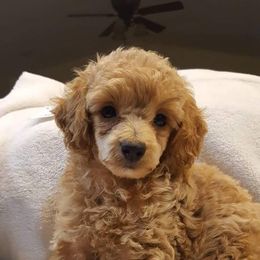 Poodles from Sweetgrass Ranch