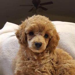 Poodles from Sweetgrass Ranch