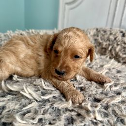 Jill - Apricot female Goldendoodle puppy in Pensacola, Florida from Goldendoodles Love You in Pensacola Friend Edition