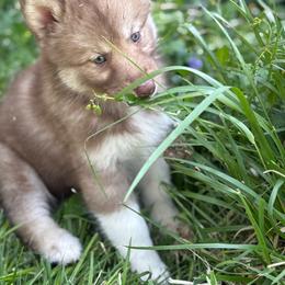 Corrine - Red and white female Siberian Husky puppy in London, Ohio from Rose Trail Siberian’s