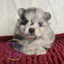 HOLD AKC PUGSLEY - Blue merle male Pomeranian puppy in Watkins Glen, New York from Wicked Spirits Pomeranians