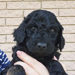 Reba - Black female Double Doodle puppy in Jeddo, Michigan from Bert's Doodles