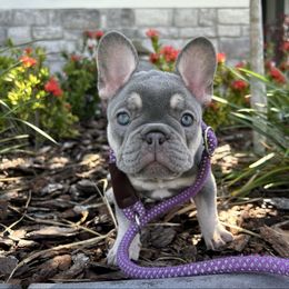 Willow - Tricolors female French Bulldog puppy in Clermont, Florida from Nala’s Nest