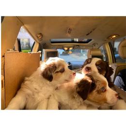 Miniature American Shepherd Puppies from Soul Stone Kennels