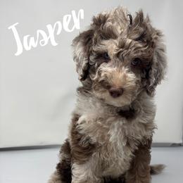 Willow - Merle female Labradoodle puppy in Ballwin, Missouri from Show Me Doodles