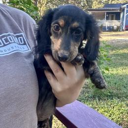 Mr. Yellow collar. AKC - Black and tan male Dachshund puppy in Willow Springs, Missouri from Krazy Acre Farm