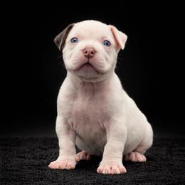 Ryder - White male American Bully puppy in Conroe, Texas from Titanium Kilo Kennels Texas