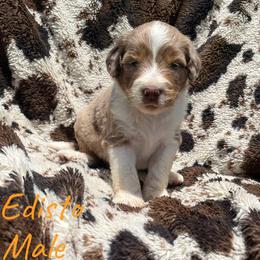 Edisto - Red merle male Aussiedoodle puppy in Cleveland, Tennessee from C&S Kennels