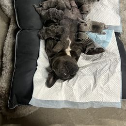 French Bulldog Puppies from Psycho Frenchies