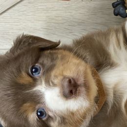 Max - Australian Shepherd puppy in Poway, California from Side Tongue Shepherds