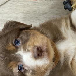 Max - Australian Shepherd puppy in Poway, California from Side Tongue Shepherds