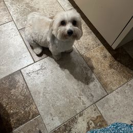 Gracey - Coton de Tulear