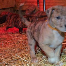 Loyalty - Merle female Great Dane puppy in Street, Maryland from Grant’s Gorgeous Greats