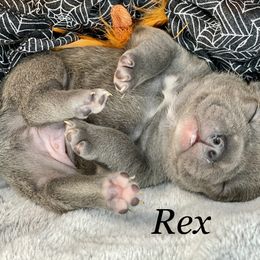 French Bulldog Puppies from Fabled Frenchies