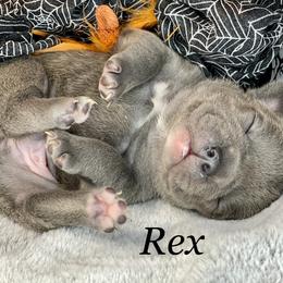 French Bulldog Puppies from Fabled Frenchies