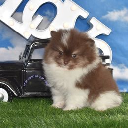Boy 4 - Tri-colored Pomeranian puppy in Fort Jones, California from High Rocking Pom Poms