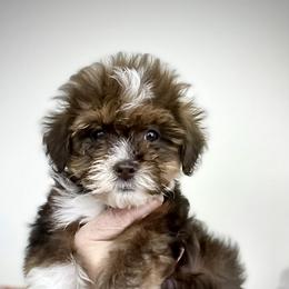 Espresso female - Black tri-color female Aussiedoodle puppy in Paoli, Indiana from Brambleberry Doodles