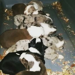 Australian Shepherd Puppies from Johnson Aussies