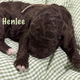 Henlee - Brown male Poodle puppy in Carrollton, Georgia from Dande Poodles, LLC