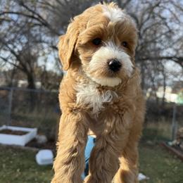 Martina - Red  female Goldendoodle puppy in Clinton, Utah from Golden Law Kennels