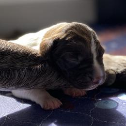 German Shorthaired Pointer Puppies from Thunder Mountain Gun Dogs