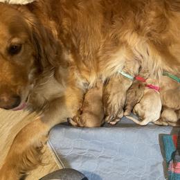 Boy 2 - male Golden Retriever puppy in Portland, Oregon from Joyfully Golden