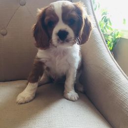 Cavalier King Charles Spaniel Puppies from Blueberry Hill Cavaliers