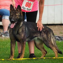 German Shepherds from Grothaus K9 Working German Shepherds