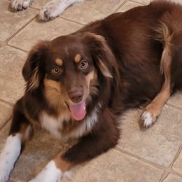 MISSY - Australian Shepherd