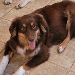 MISSY - Australian Shepherd