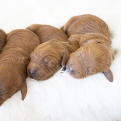 Goldendoodle, Irish Doodle, Labradoodle, and Poodle Puppies from Desert Doodles