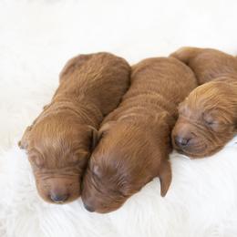 Goldendoodle, Irish Doodle, Labradoodle, and Poodle Puppies from Desert Doodles