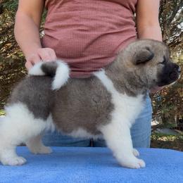 Hana - Girl 2 - Brown female Akita puppy in Coopersburg, Pennsylvania from Main Street Akitas