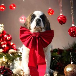 Girl 2 - Saint Bernard puppy in Pittsfield, Illinois from Covered Bridge Saint Bernards