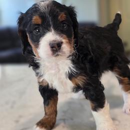 Bernedoodle Puppies from Mt. Rainier Doodle Dogs