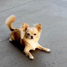 Chihuahua puppies from Mystic Angels Chihuahuas