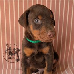 Male 3 - Green Collar - Red and rust male Doberman Pinscher puppy in Spencer, Indiana from Jackson's Dobermans