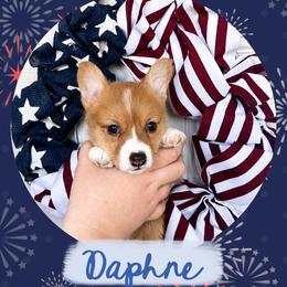 Daphne Bridgerton - Red and white female American Corgi puppy in Lake Havasu City, Arizona from London Bridge Corgis