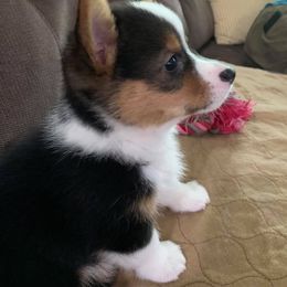 Pembroke Welsh Corgi Puppies from Southern Corgi