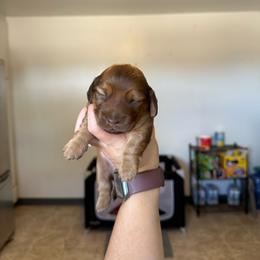 Boy 2 - Red male Dachshund puppy in Las Animas, Colorado from J&D Dachsies