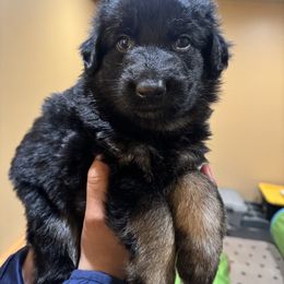 German Shepherd Puppies from Szegi Haus K9 Solutions