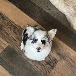 Jessie - Blue merle and white female American Corgi puppy in Los Lunas, New Mexico from Blue Diamond Welsh corgis