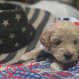Frost - Apricot female Goldendoodle puppy in Cherry Tree, Pennsylvania from Plum Creek Acres Next Generation
