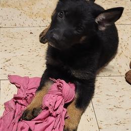 Killer - Bi-color female German Shepherd puppy in Montalba, Texas from LM German Shepherd Dogs