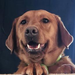 Cami - Labrador Retriever