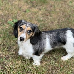 Gracie - Dachshund
